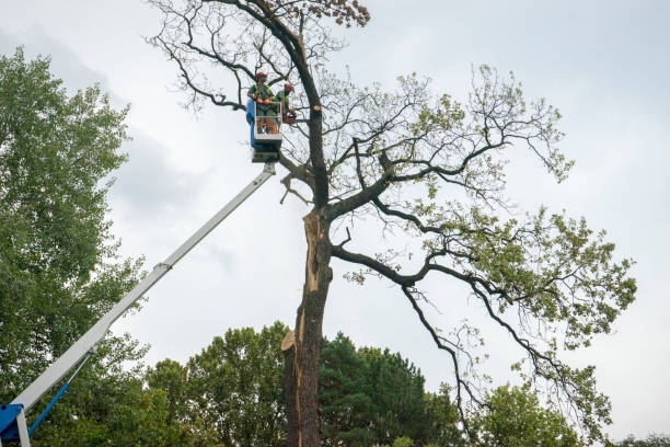 Best Hazardous Tree Removal  in USA